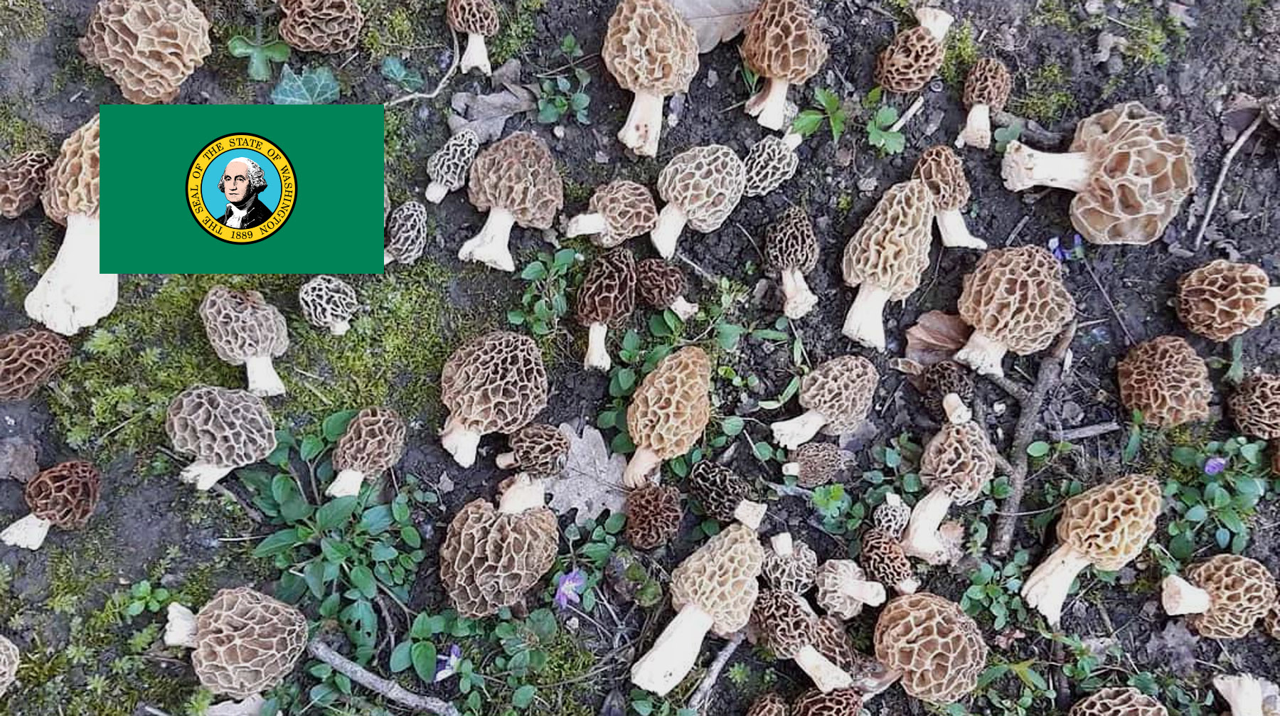 Where To Find Mushrooms In Washington MushroomStalkers