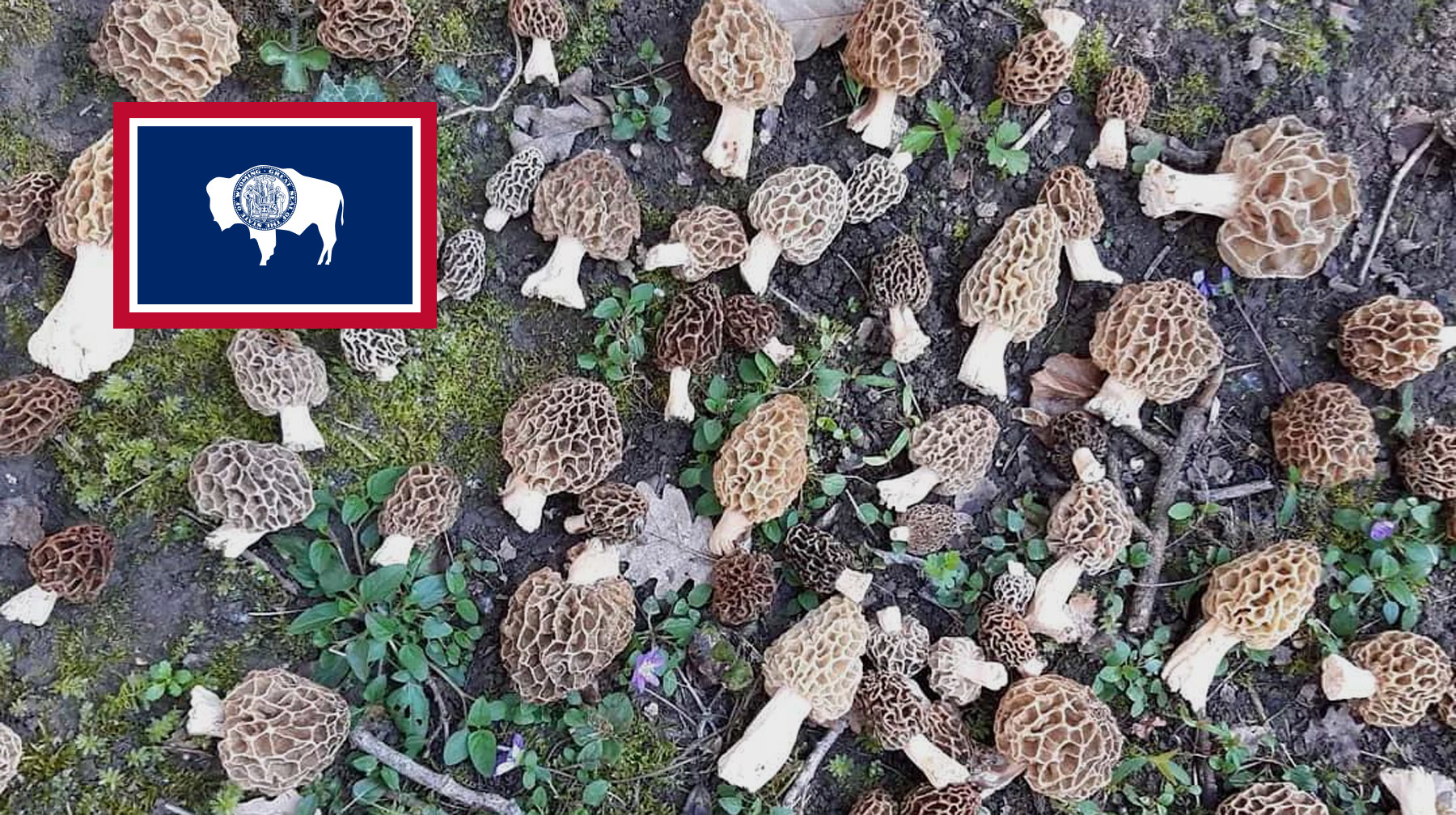 Where To Find Mushrooms In Wyoming MushroomStalkers