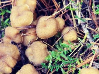 winter mushrooms (Yellow-Foot Chanterelles, here)