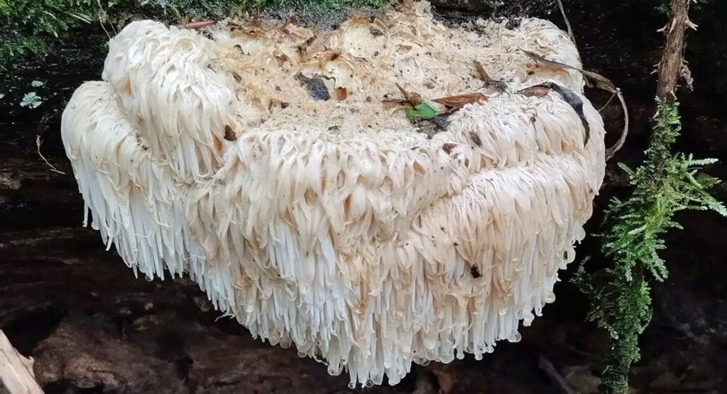 A Lion's Mane on a decaying tree