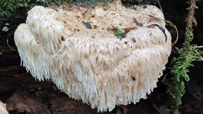 A Lion's Mane on a decaying tree