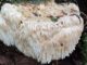 A Lion's Mane on a decaying tree
