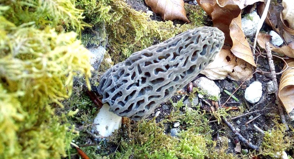 A black morel under a conifer