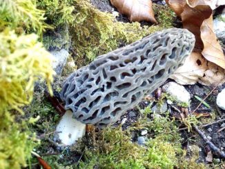 A black morel under a conifer