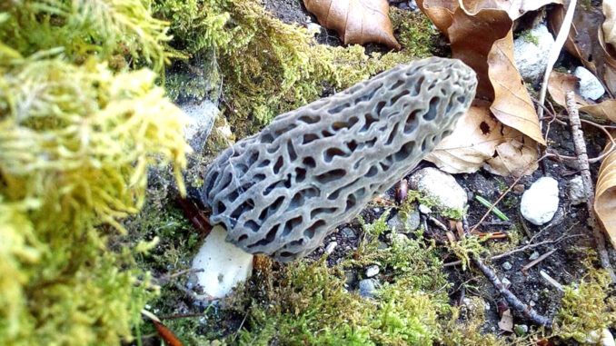 A black morel under a conifer