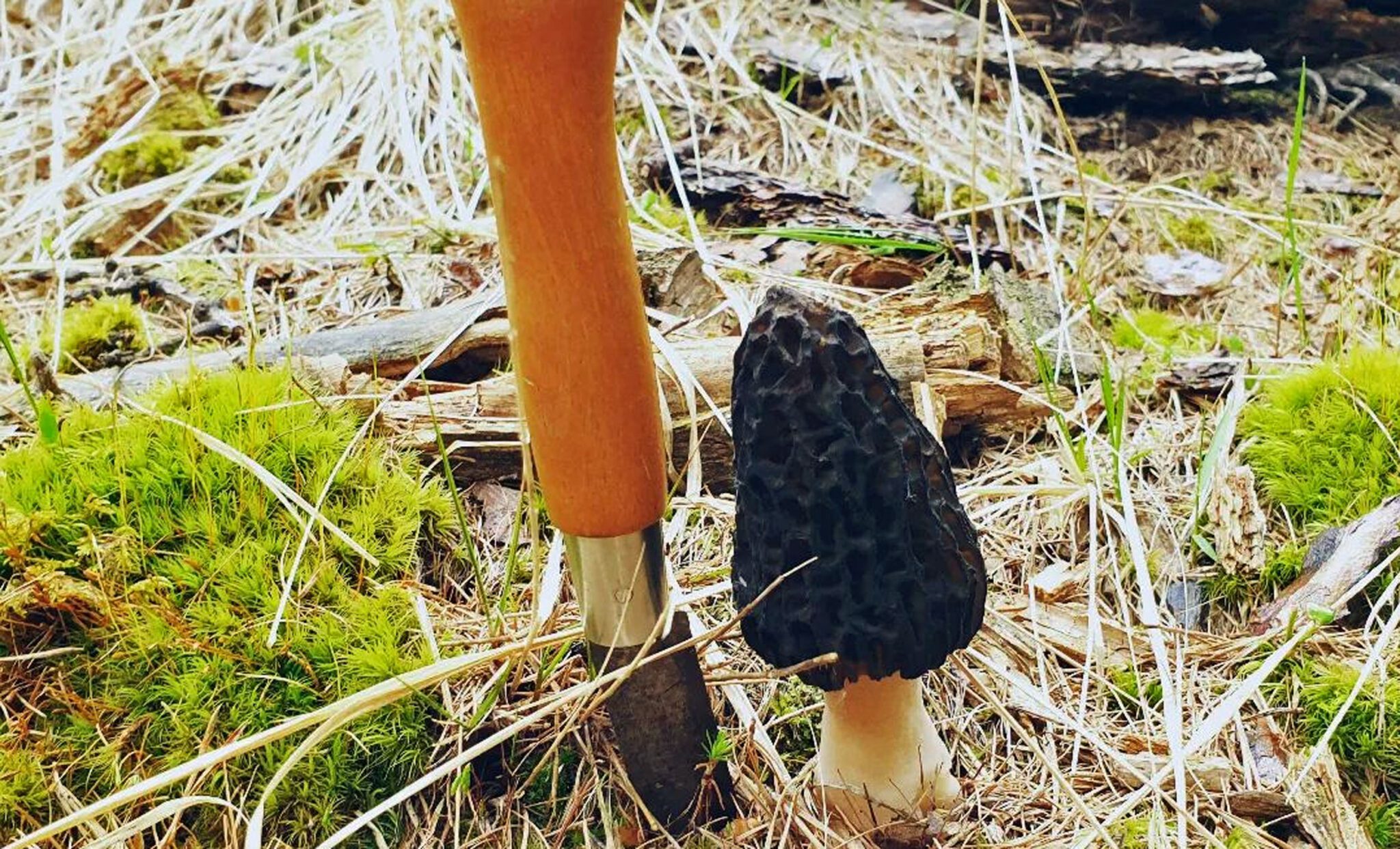 Best time of day to hunt morels mushroomstalkers