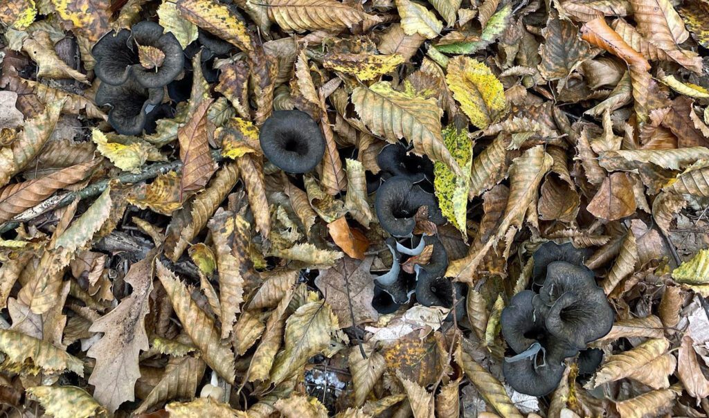 Black trumpet season