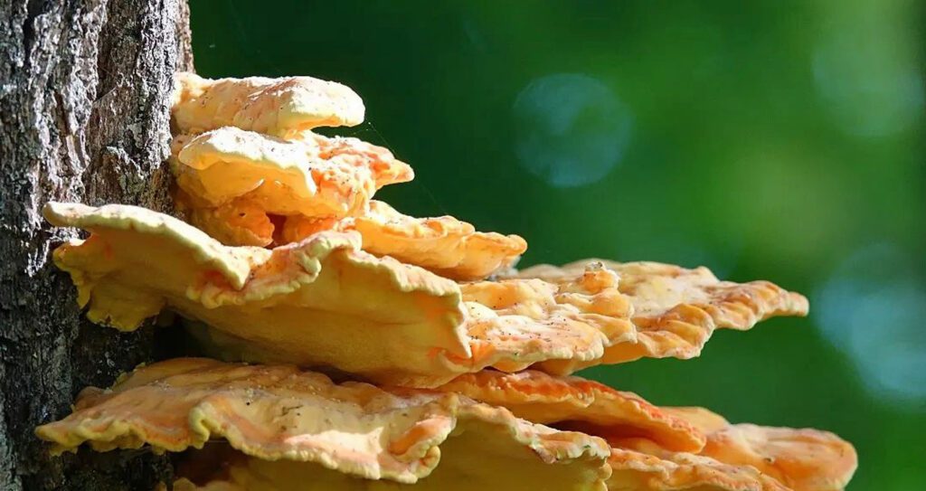 Chicken of the Woods on a tree