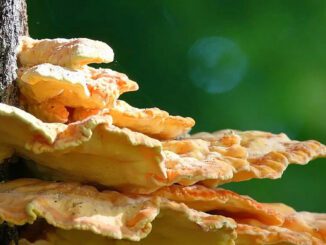 Chicken of the Woods on a tree