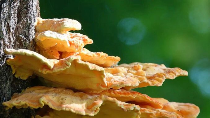 Chicken of the Woods on a tree