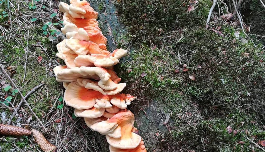Chicken of the woods on the ground