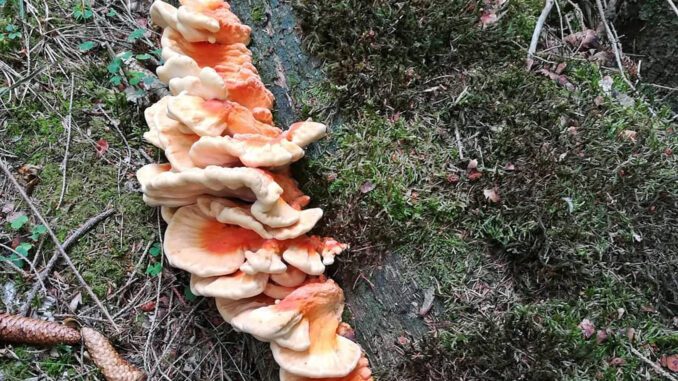 Chicken of the woods on the ground