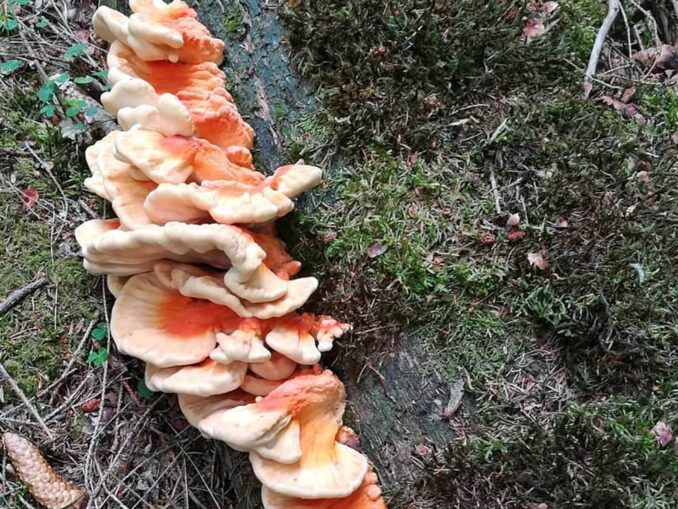 Chicken of the woods on the ground