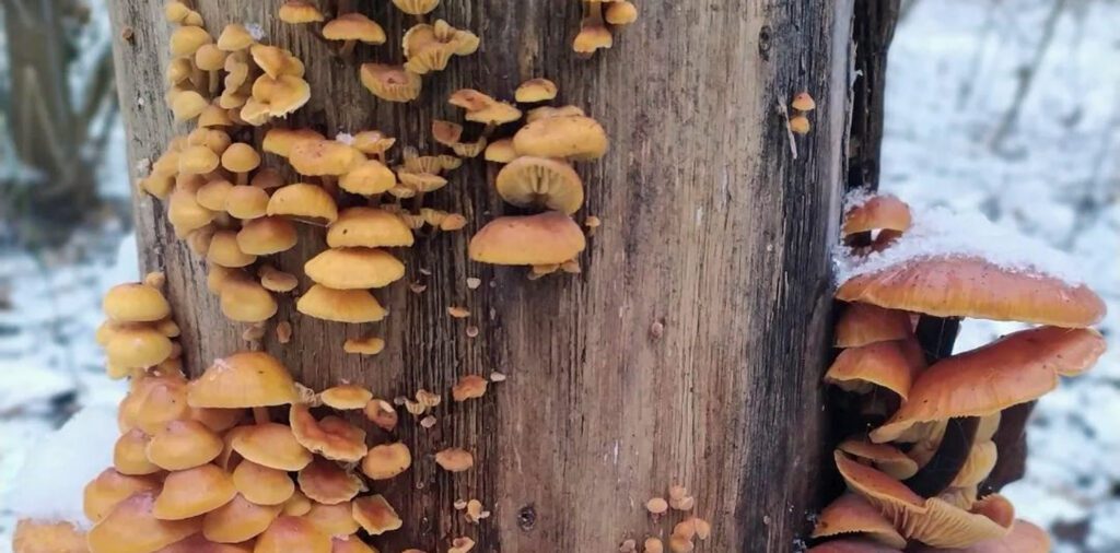 Enoki mushroom season