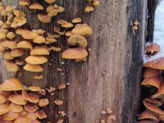 Enoki mushroom season