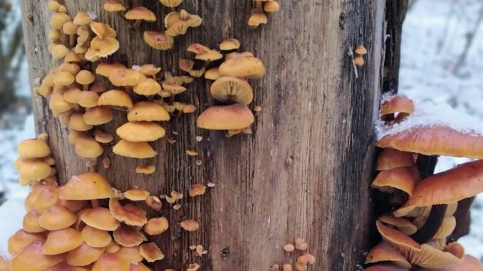 Enoki mushroom season