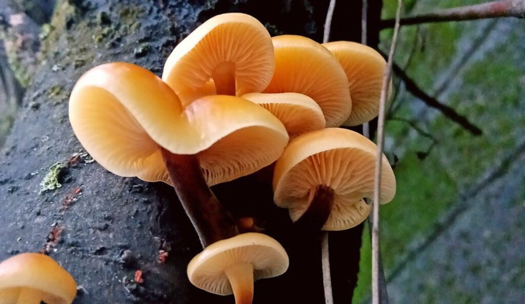 Enoki mushrooms on dead trees