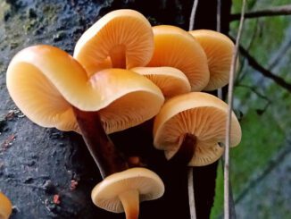 Enoki mushrooms on dead trees