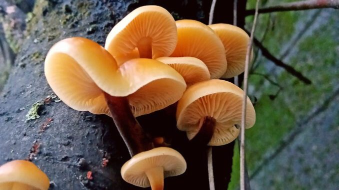 Enoki mushrooms on dead trees