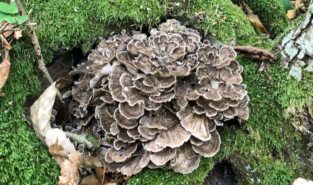 Hen of the Woods (Grifola frondosa)