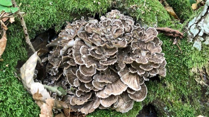 Hen of the Woods (Grifola frondosa)