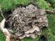 Hen of the Woods (Grifola frondosa)