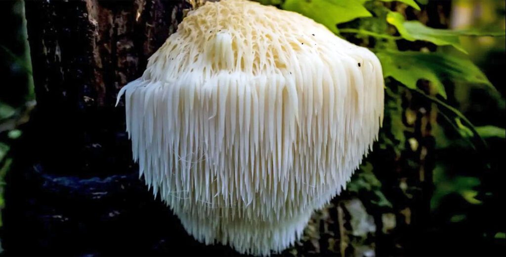 How long does Lion's Mane take to grow