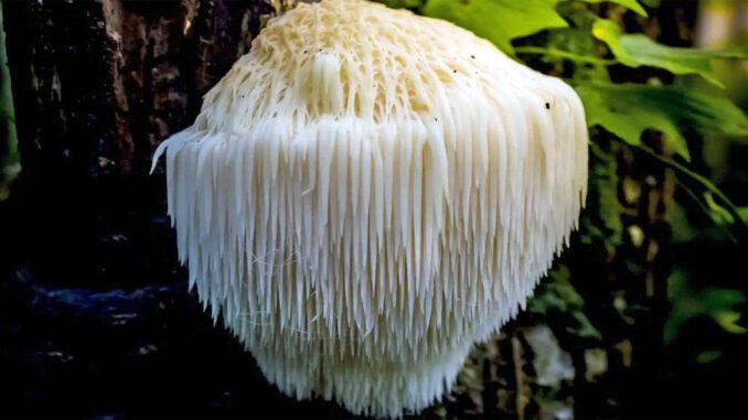 How long does Lion's Mane take to grow
