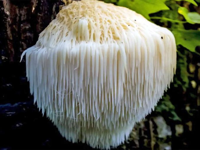 Where To Find Lion's Mane? MushroomStalkers