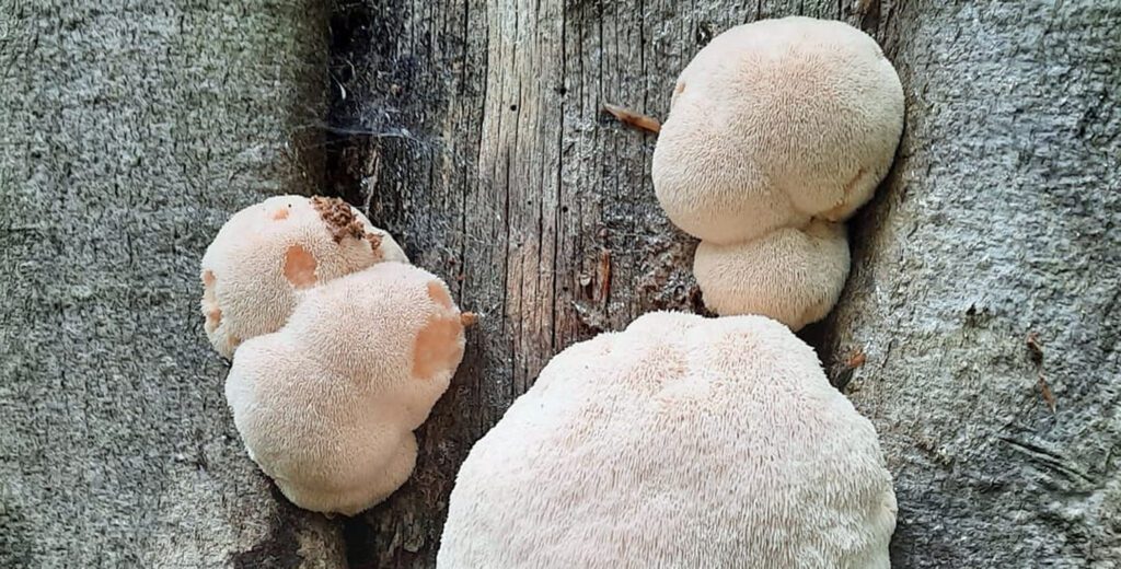 Lion's Mane season