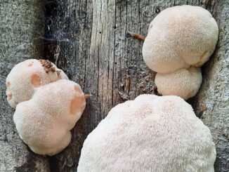 Lion's Mane season