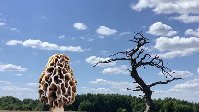 Morels and dead trees