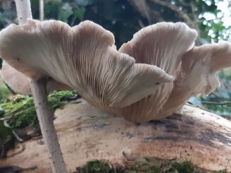 Oyster Mushroom Season