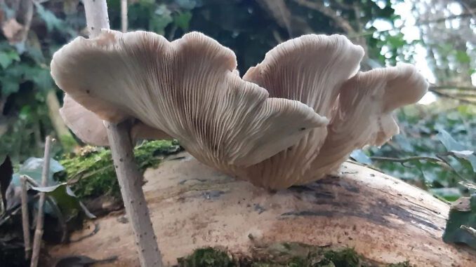 Oyster Mushroom Season