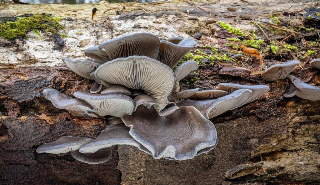 Oyster mushrooms on dead trees