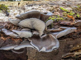 Oyster mushrooms on dead trees