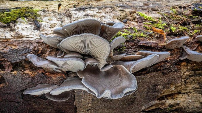 Oyster mushrooms on dead trees