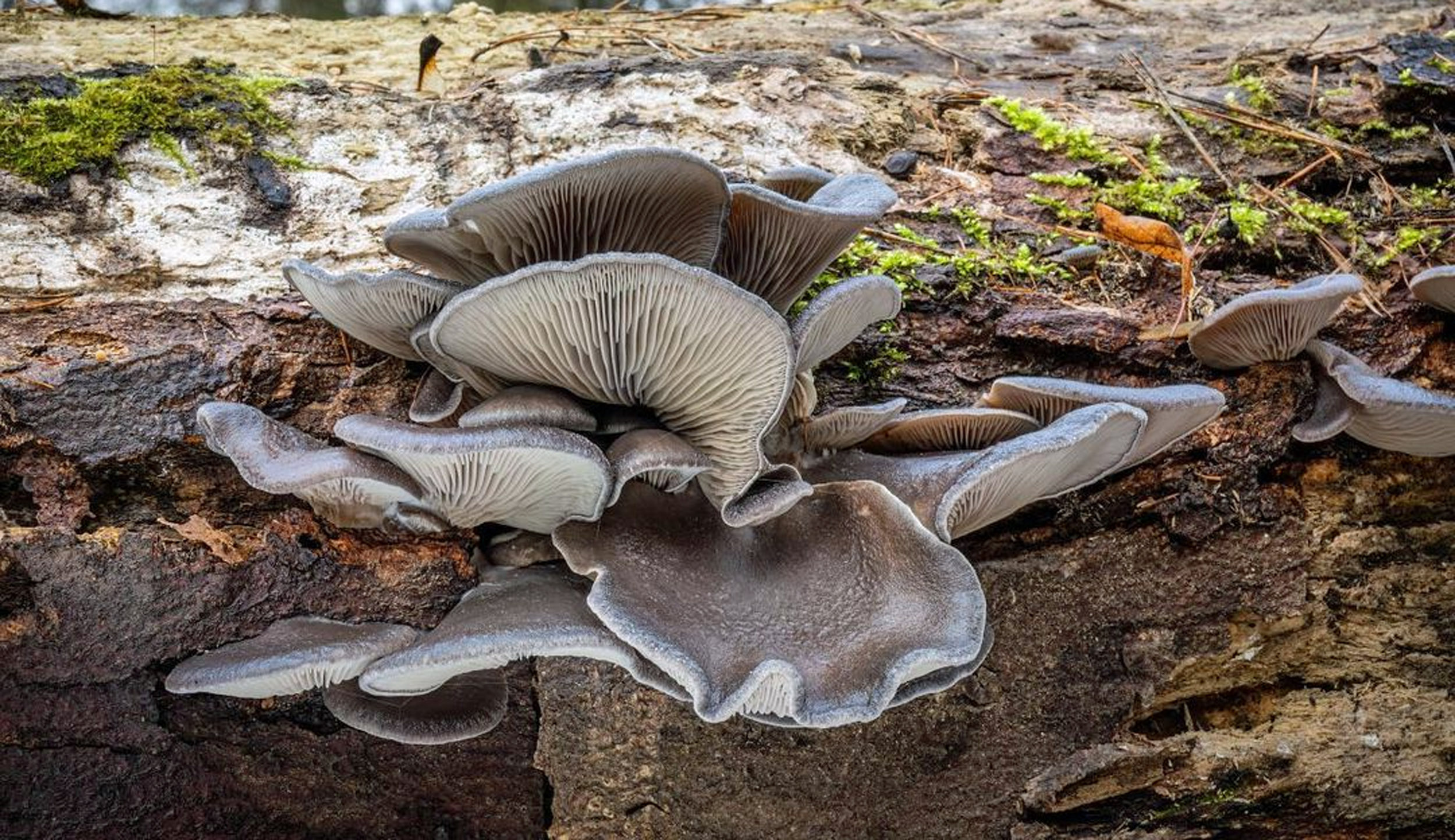 On Which Trees Can You Find Oyster Mushrooms? MushroomStalkers