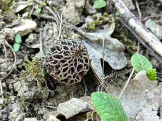Spring Mushrooms (Morel mushroom, here)