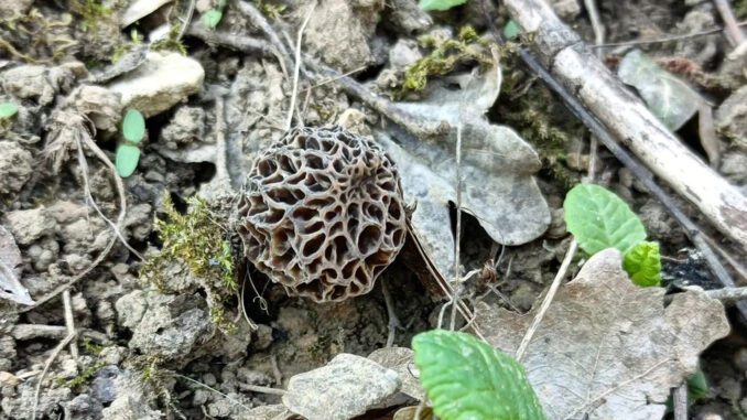 Spring Mushrooms (Morel mushroom, here)