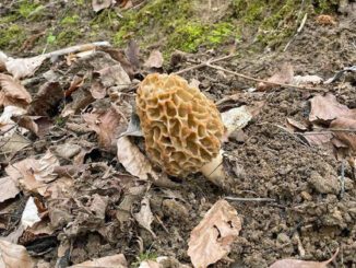 What to look for morel hunting