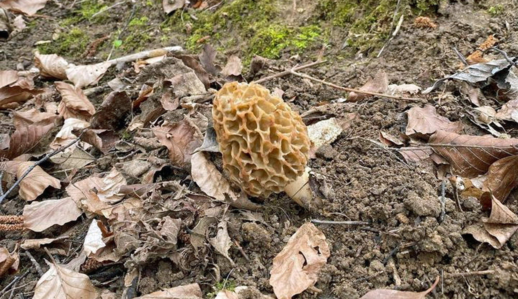 What To Look For Morel Hunting? MushroomStalkers