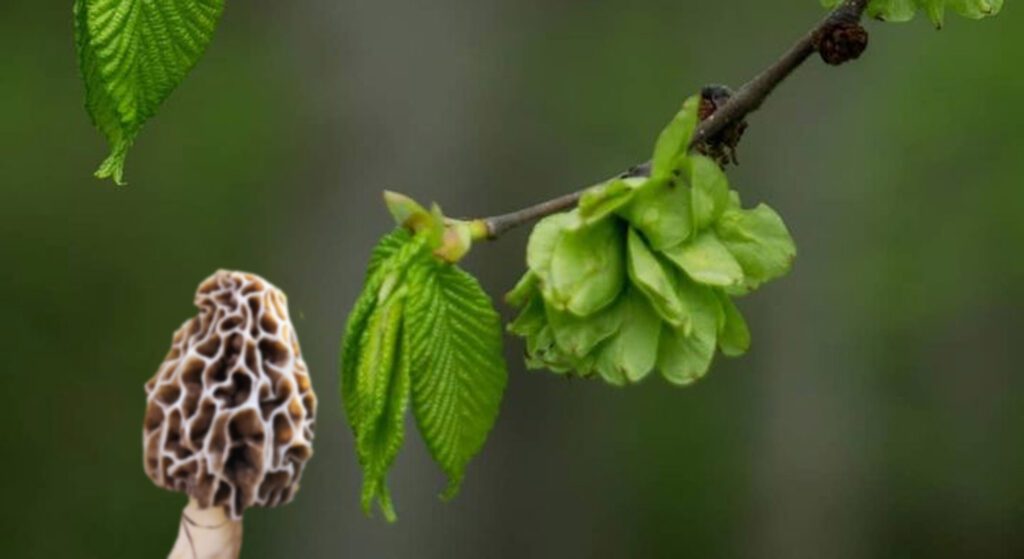 Elm trees and morels