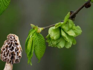 Elm trees and morels