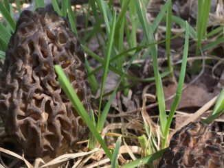 morel growing conditions