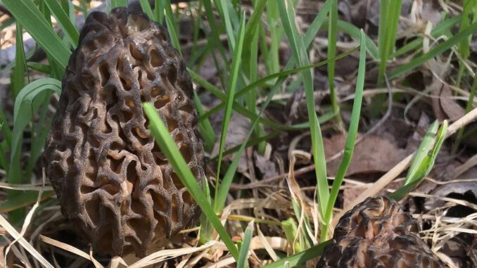 morel growing conditions