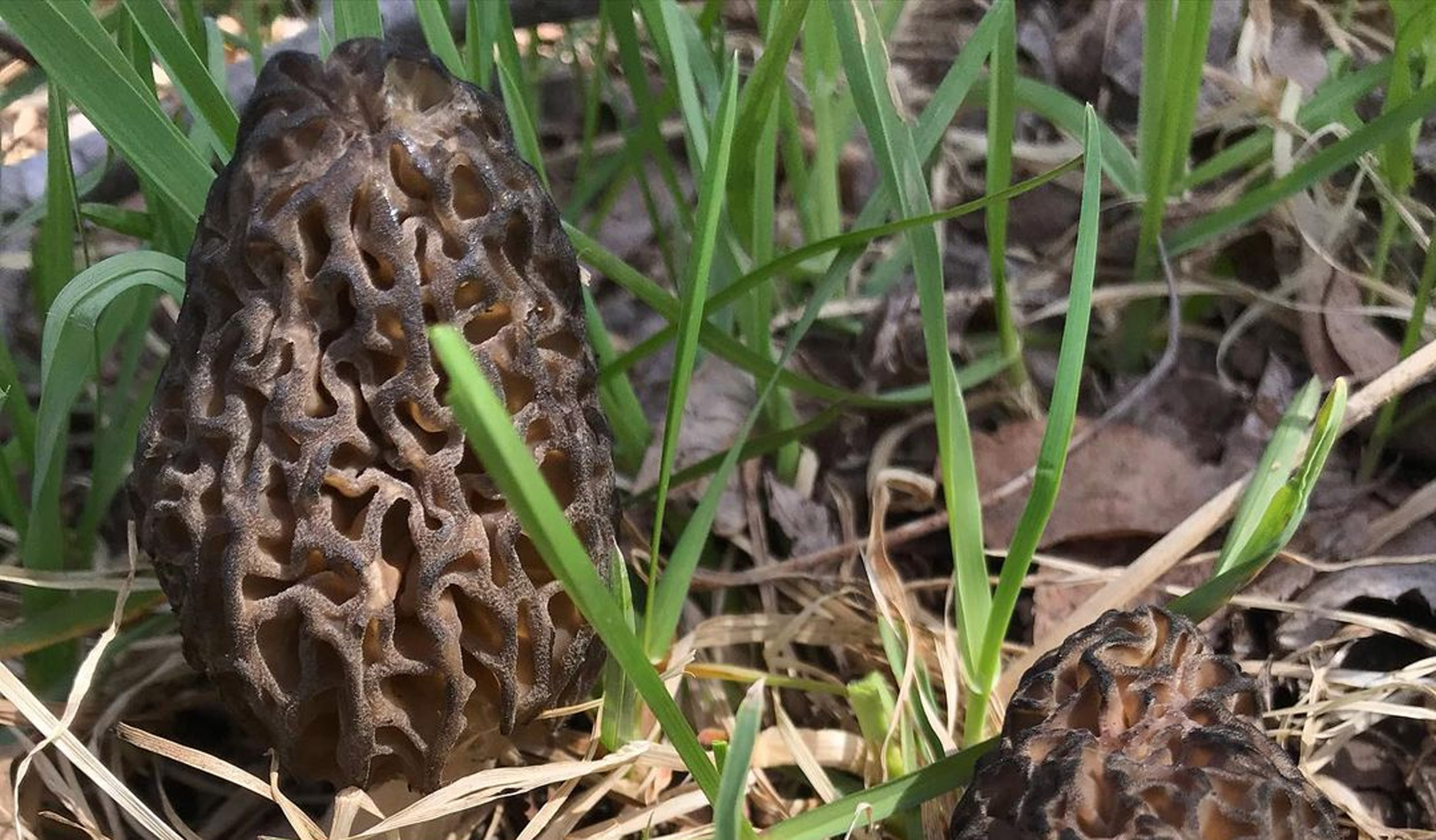 Morel Growing Conditions MushroomStalkers